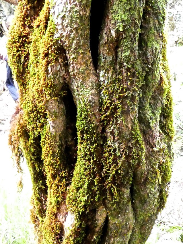 Tronc de bois de fer bâtard . natte coudine . Sideroxylon borbonicum . sapotaceae . endémique Réunion P1560244