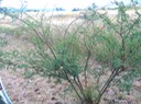 2 Acacia farneeiana Zépinard FABACEE Asie tropicale  IMG_0232