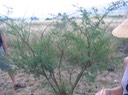 2 Acacia farneeiana Zépinard FABACEE Asie tropicale  IMG_0231