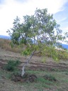 71 Syzygium cumini Jamblon MYRTACEE Indo-Malaisie IMG_0233