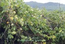 sl- Poc-poc - Passiflora foetida - P assifloracée - Amérique tropicale