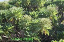 sl- Veloutier- Heliotropium foetherianum -  Boraginacée- Océan Indien à Polynésie
