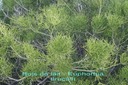 sl- Bois de lait- Euphorbia tir ucalli- Euphorbiacée- Angola
