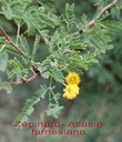 sl- Zpinard- Acacia farnesia na-Fabacée- Asie tropicale