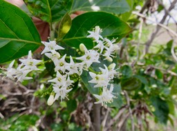 10-Inflorescence de Ehretia cymosa - Bois malgache - Boraginacée