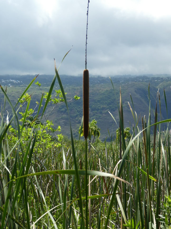 Typha domingensis - Typha, quenouille, massette - TYPHACEAE - Indigène Réunion