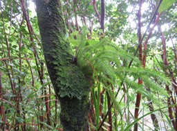 1-Huperzia ophioglossoides (Lam.) Rothm. - Fougère épaulette - Lycopodiaceae - Indigène Réunion