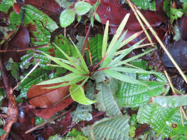 15- Acanthophoenix rubra (Bory) H. Wendl - Palmiste rouge - Arecaceae - Endémique La Réunion et Maurice ( juvénile)