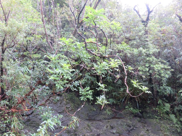 22 - Dans la ravine,  Polyscias repanda - Bois de papaye - Araliacée -B