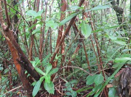 29 - Badula barthesia  - Bois de savon  - Primulaceae - B