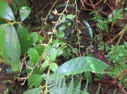 30 - Fruits de Elettaria cardamomum - cardamome - Zingiberaceae - Inde