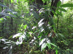 37 - ??? Diospyros nigra (J.F.Gmel.) Perrier - Caca poule / Sapote - Ebenaceae - Exo / Amérique centrale