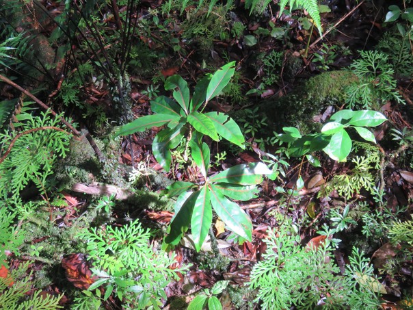 39 - Casearia coriacea - Bois de cabri rouge - Flacourtiaceae - endémique de la Réunion et de Maurice