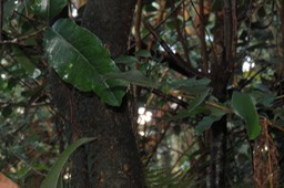 46. - Tabernaemontana mauritiana - Bois de lait  - Apocynaceae