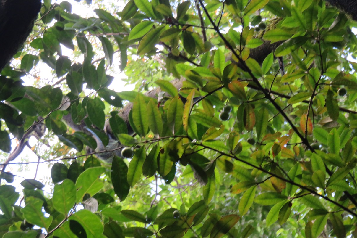52 -  Myonima obovata - Bois de prune  ou Bois de prune rat - Rubiaceae