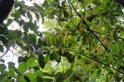 53 -  Myonima obovata - Bois de prune  ou Bois de prune rat - Rubiaceae