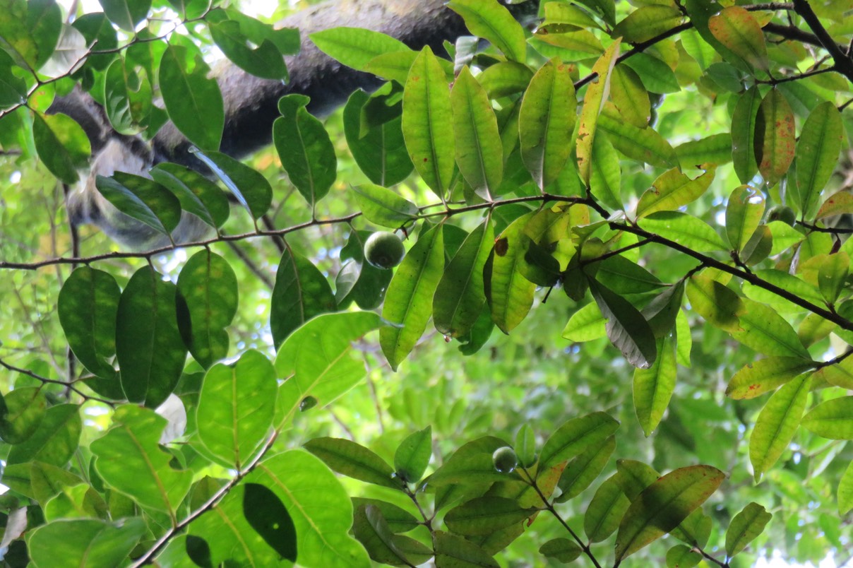54 -  Myonima obovata - Bois de prune  ou Bois de prune rat - Rubiaceae