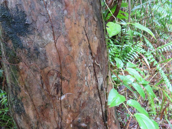 6 - Tronc de Psiloxylon mauritianum - Bois de pêche marron- Psiloxylacée - BM