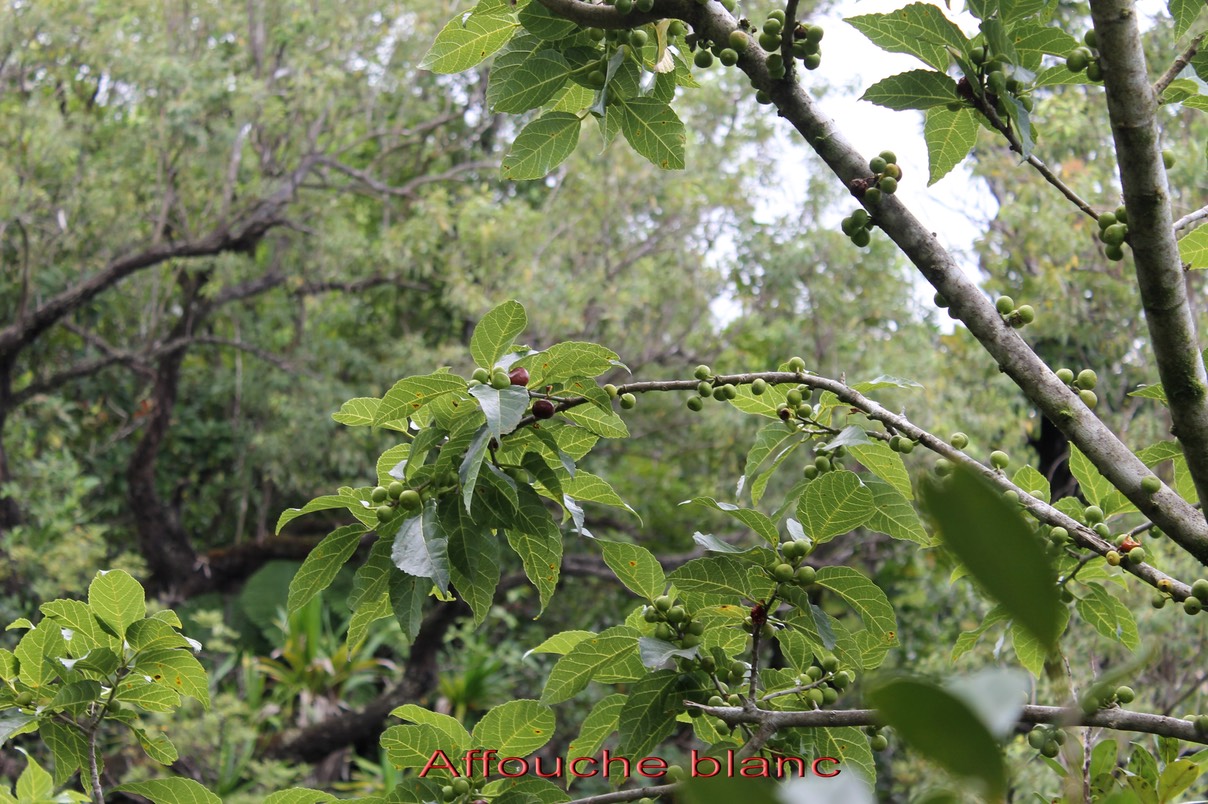 Affouche blanc- Ficus lateriflora- Moracée - Masc