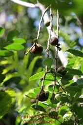 Affouche rouge- Ficus mauritiana- Moracée- BM