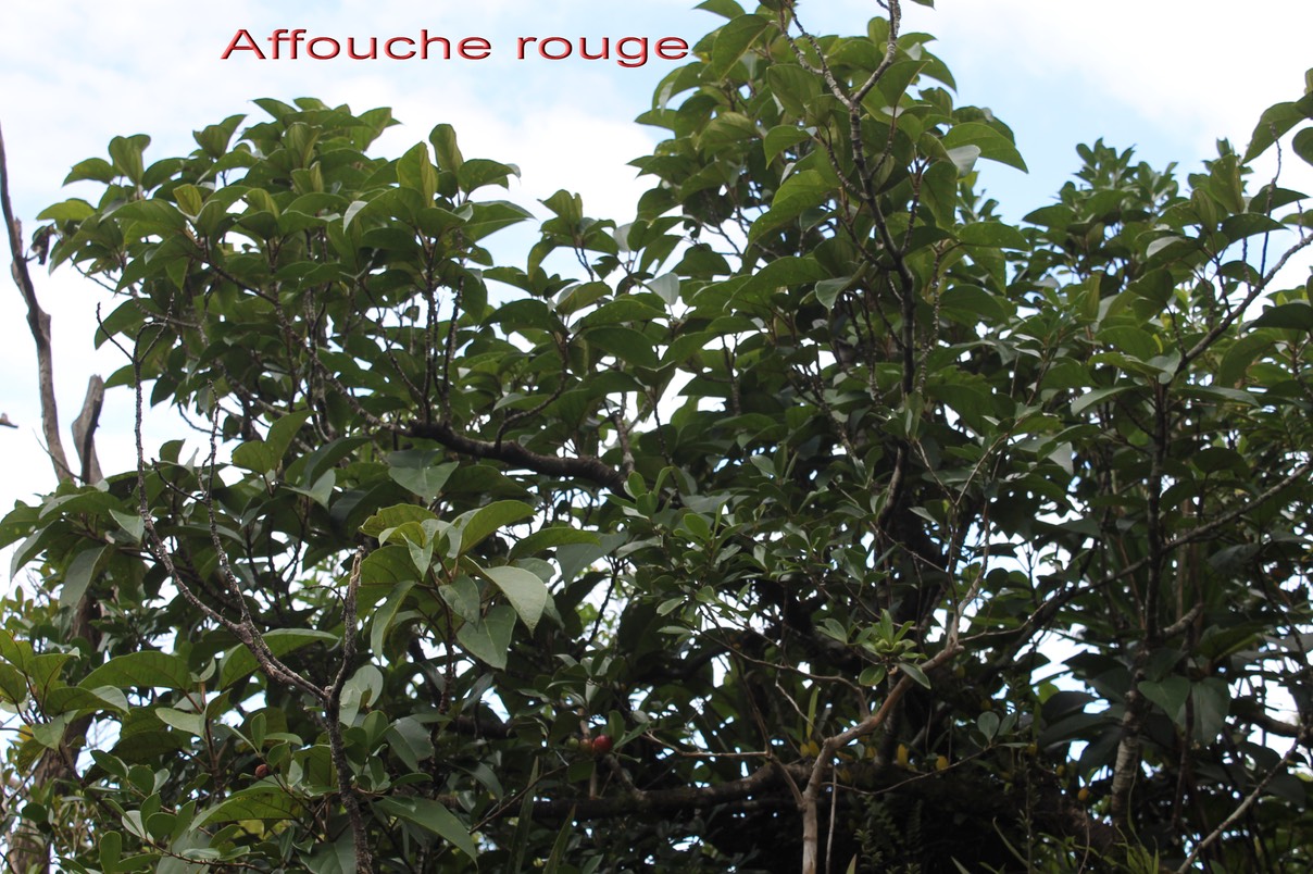 Affouche rouge- Ficus mauritiana
