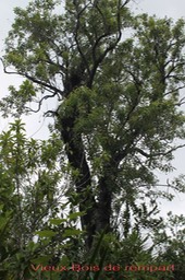 Agarista salicifolia - Ericacée - I