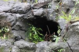 Baril- Périmorphose - Moulage d'un tronc détruit par la lave