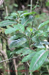 Bois de cabri rouge- Casearia coriacea- Salicacée - BM