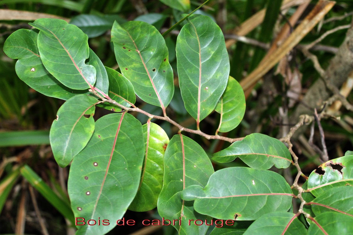Bois de cabri rouge -Casearia coriacea- Salicacée - BM