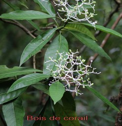 Bois de corail - Chassalia corallioides- Rubiacée- B