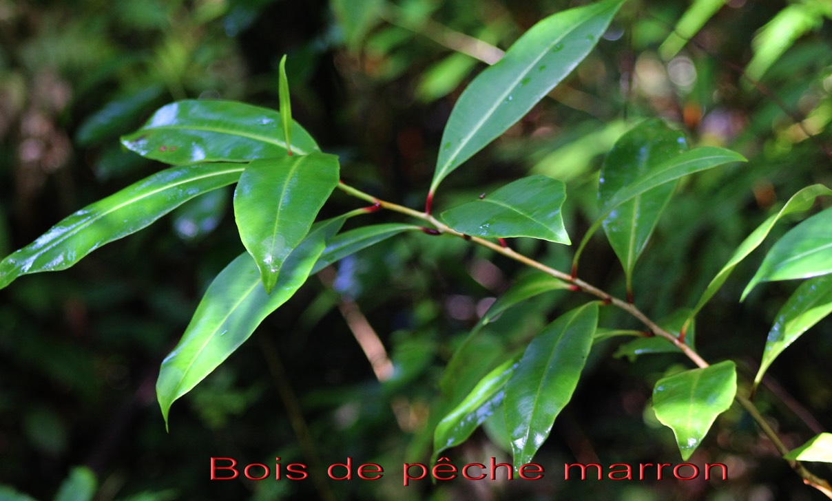 Bois de pêche marron- Psiloxylon mauritianum - Myrtacée ou Psiloxylacée - BM