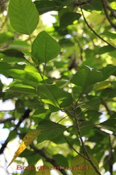 Bois de perroquet- Cordemoya ou Hancea integrifolia- Euphorbiacée - I