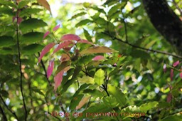 Bois de pomme rouge- Syzygium cymosum var cymosum- Myrtacée - BM