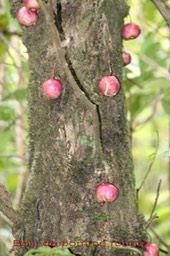 Bois de pomme rouge- Zygysium cymosum cymosum- Myrtacée -BM
