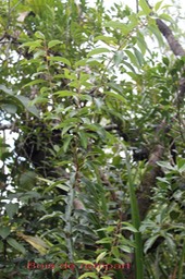 Bois de rempart- Agarista salicifolia- Ericacée-I