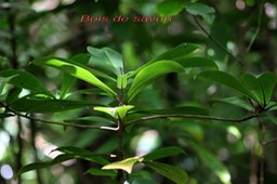 Bois de savon-Badula grammisticta- Primulacée ex Myrsinacée-B