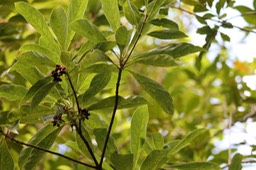 Bois d'Osto- Antirhea borbonica- Rubiacée - Mada- Masc