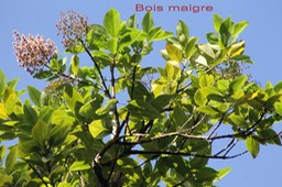Bois maigre - Nuxia verticillata - Stilbacée - BM