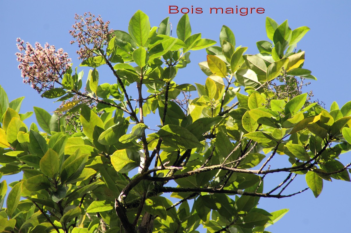 Bois maigre - Nuxia verticillata - Stilbacée - BM