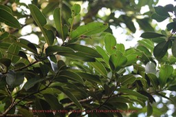 Calophyllum tacamahaca - Clusiacée - BM