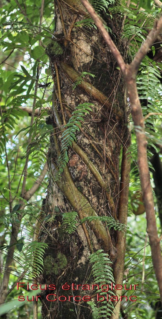 Ficus étrangleur- Ficus rubra sur Corce blanc- Homalium paniculatum