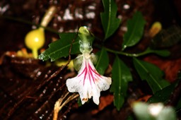 Fleur de Cardamome