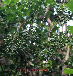 Lingue café avec fruits- Mussaenda arcuata- Rubiacée - I
