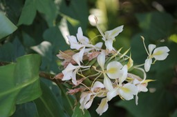 Longose jaune vanille- Hedychium flavescens- Zingibéracée - exo
