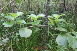 Mapou- Monimia rotundifolia