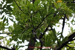 Molinaea alternifolia- Sapindacée - BM