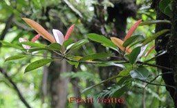 Petit natte- Labourdonnaisia calophylloides- Sapotacée- BM