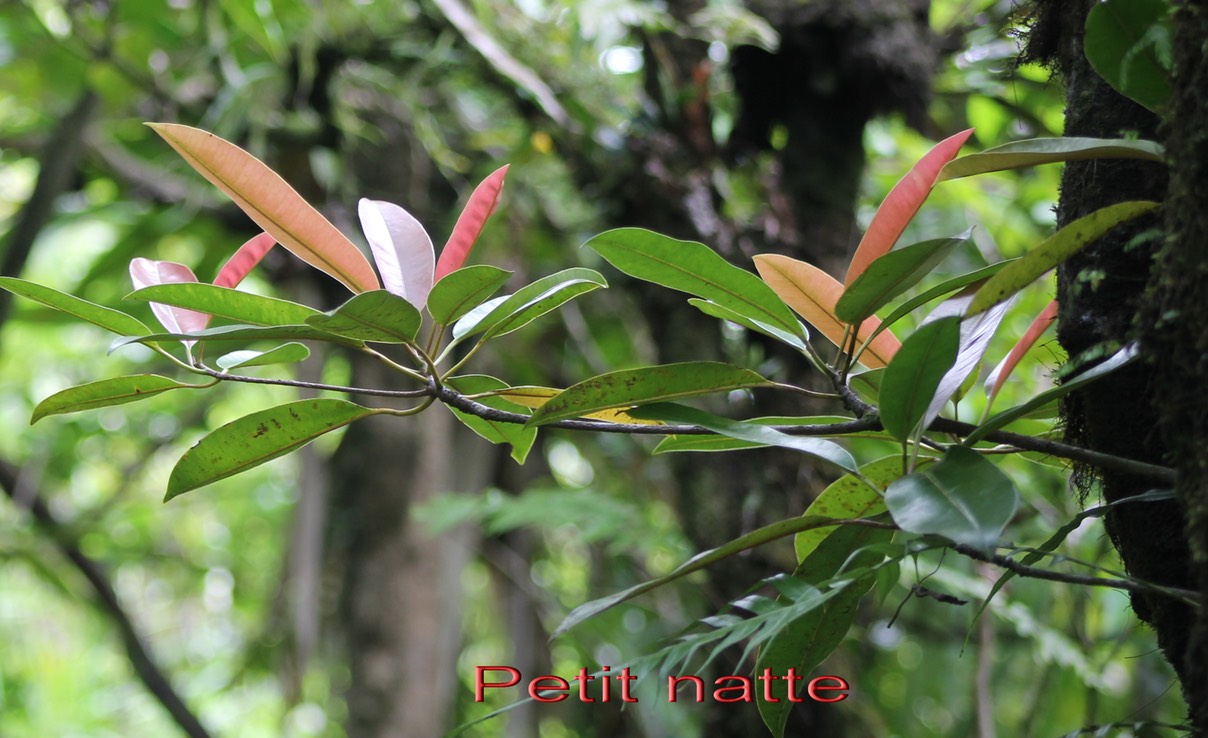 Petit natte- Labourdonnaisia calophylloides- Sapotacée- BM