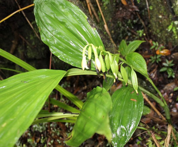 Phaius tetragonus- Orchidacée- I