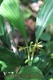 Phajus tetragonus- Orchidacée - I